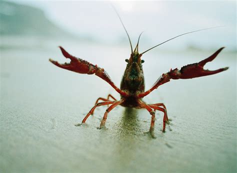 crawfished a bet|He crawfished a bet and called me a liar. .